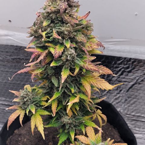 Toad Venom 1 2025/26 growlog timeline photo