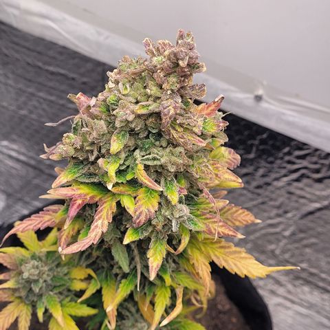 Toad Venom 1 2025/26 growlog timeline photo