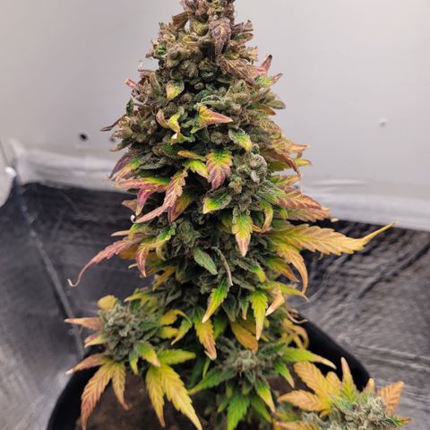 Toad Venom 1 2025/26 growlog timeline photo