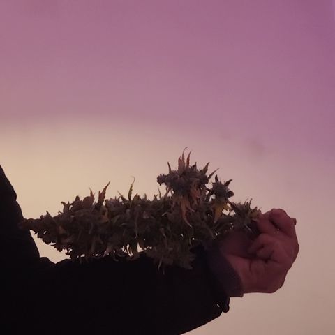 Toad Venom 1 2025/26 growlog timeline photo