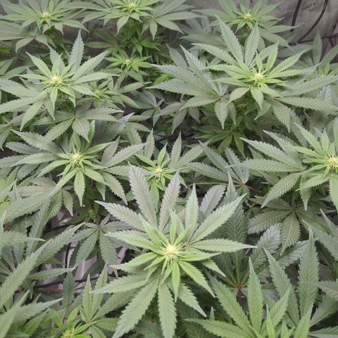 Bagoda Kush growlog timeline photo