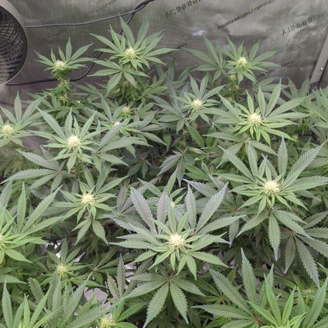 Bagoda Kush growlog timeline photo