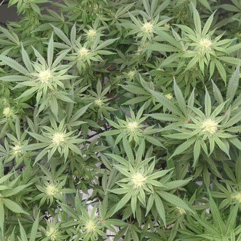 Bagoda Kush growlog timeline photo