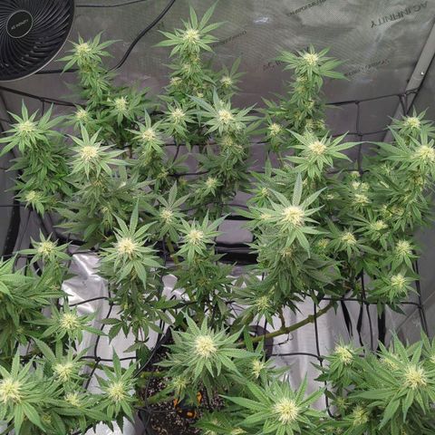 Bagoda Kush growlog timeline photo