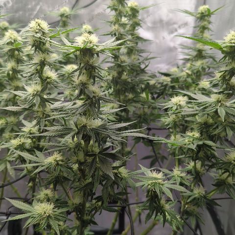 Bagoda Kush growlog timeline photo