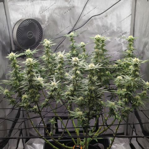 Bagoda Kush growlog timeline photo
