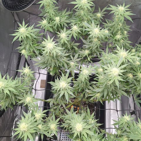 Bagoda Kush growlog timeline photo