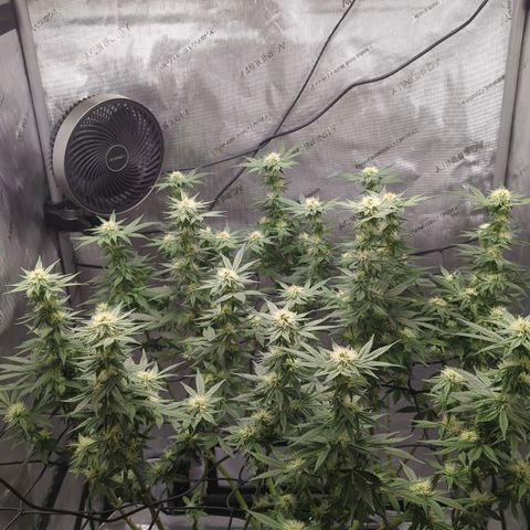 Bagoda Kush growlog timeline photo
