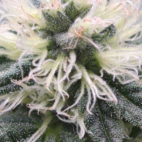 Bagoda Kush growlog timeline photo