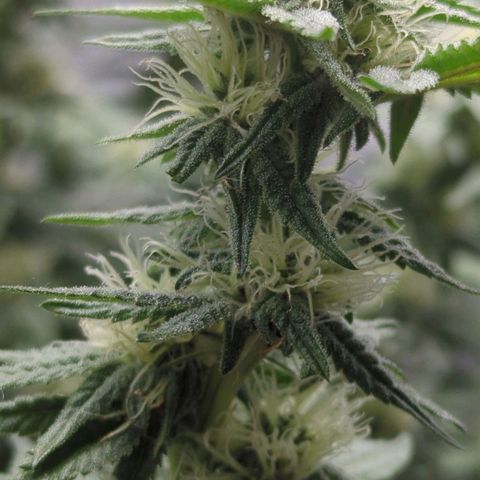 Bagoda Kush growlog timeline photo