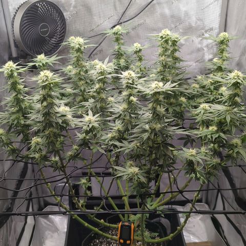 Bagoda Kush growlog timeline photo