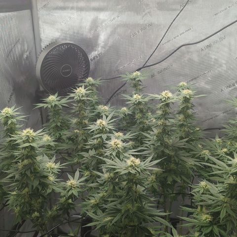 Bagoda Kush growlog timeline photo