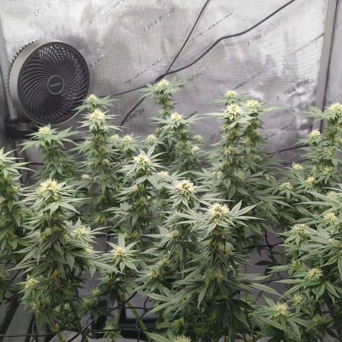 Bagoda Kush growlog timeline photo