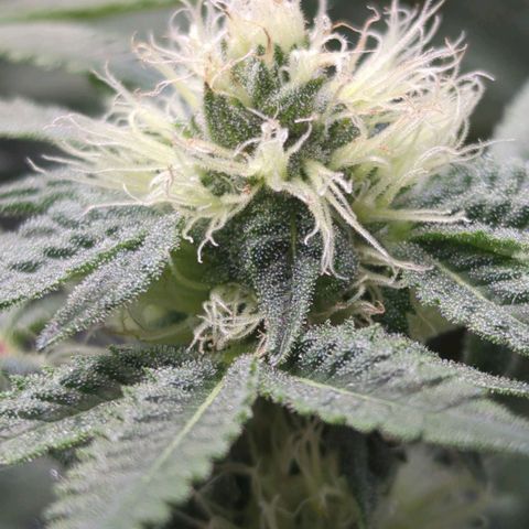 Bagoda Kush growlog timeline photo
