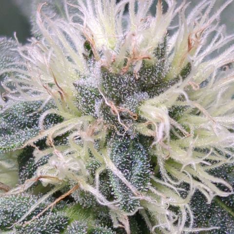Bagoda Kush growlog timeline photo