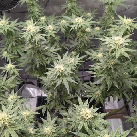 Bagoda Kush growlog timeline photo