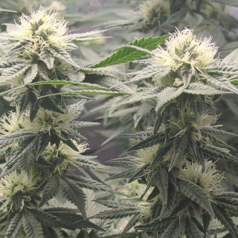 Bagoda Kush growlog timeline photo