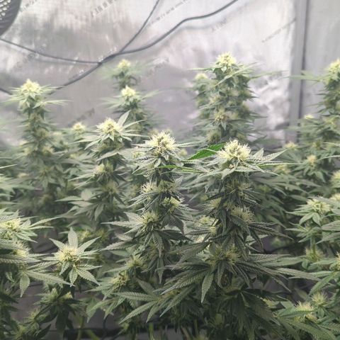 Bagoda Kush growlog timeline photo