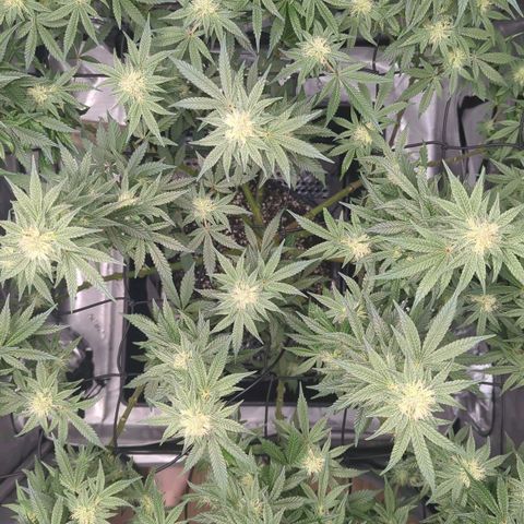 Bagoda Kush growlog timeline photo