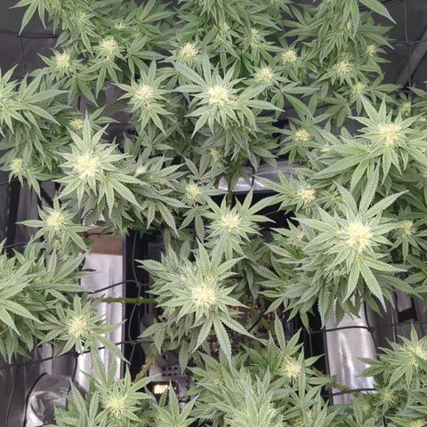 Bagoda Kush growlog timeline photo