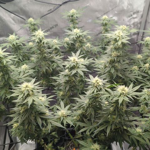 Bagoda Kush growlog timeline photo