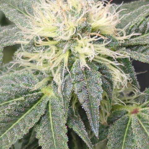 Bagoda Kush growlog timeline photo