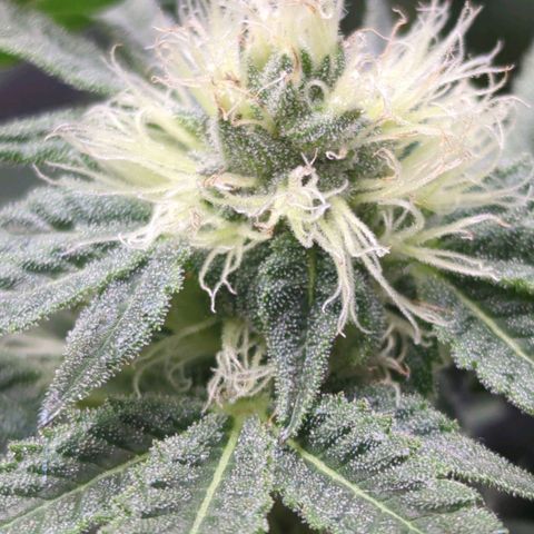 Bagoda Kush growlog timeline photo