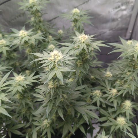 Bagoda Kush growlog timeline photo