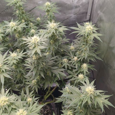 Bagoda Kush growlog timeline photo