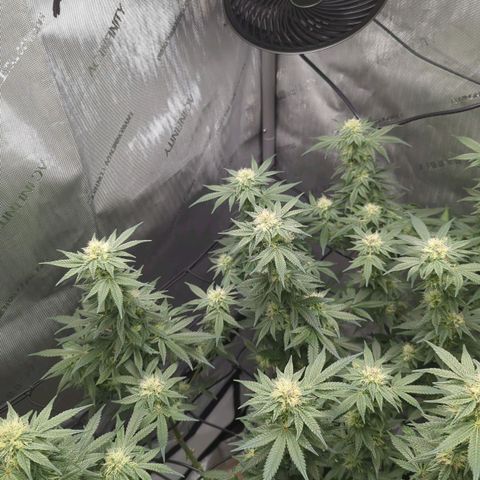 Bagoda Kush growlog timeline photo