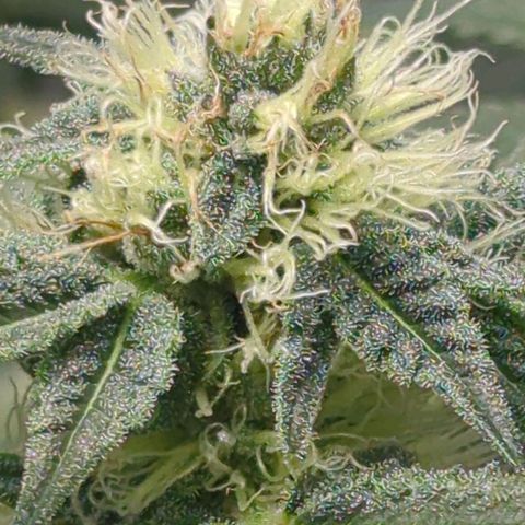 Bagoda Kush growlog timeline photo