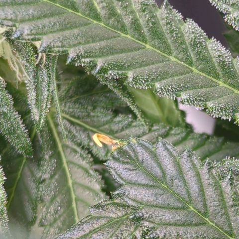 Bagoda Kush growlog timeline photo