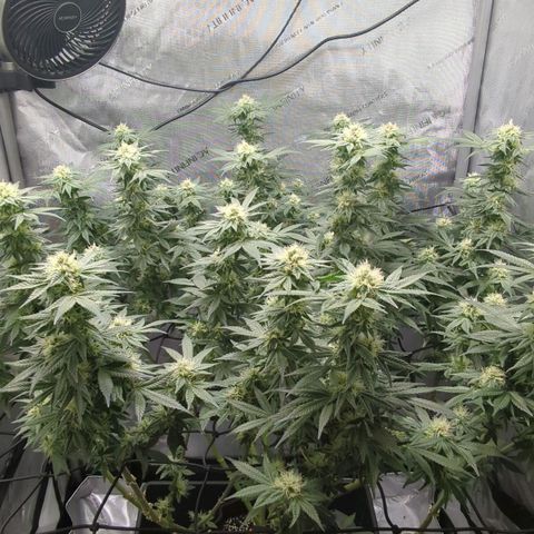 Bagoda Kush growlog timeline photo