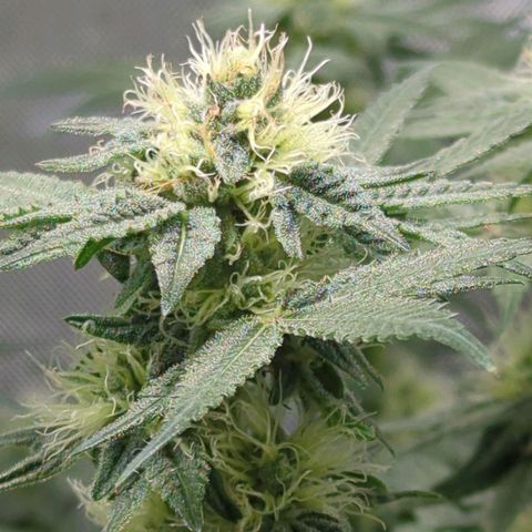 Bagoda Kush growlog timeline photo