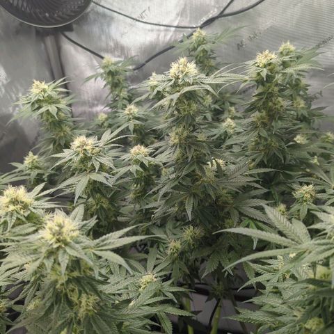 Bagoda Kush growlog timeline photo