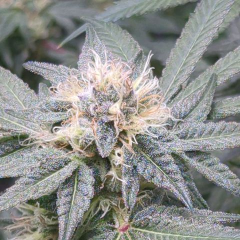 Bagoda Kush growlog timeline photo