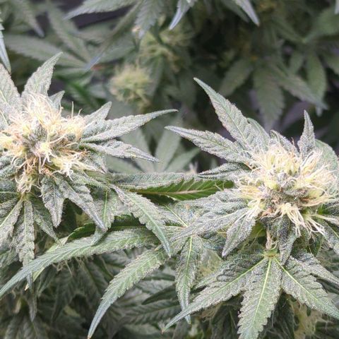 Bagoda Kush growlog timeline photo