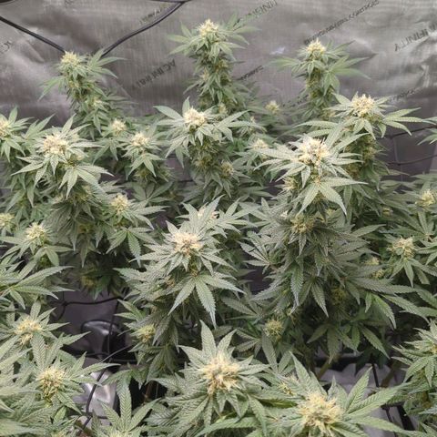Bagoda Kush growlog timeline photo
