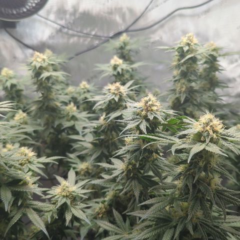 Bagoda Kush growlog timeline photo