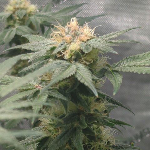 Bagoda Kush growlog timeline photo