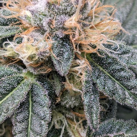 Bagoda Kush growlog timeline photo