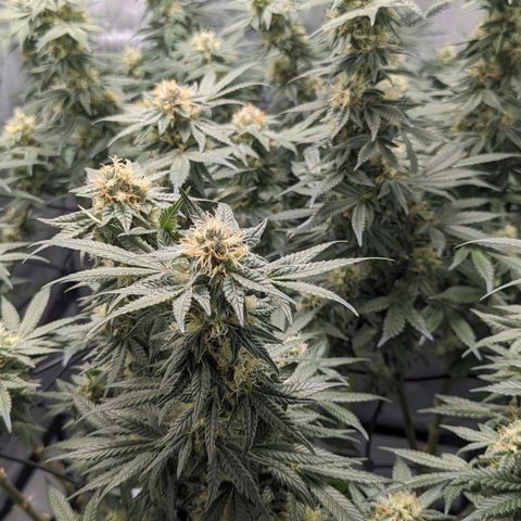 Bagoda Kush growlog timeline photo