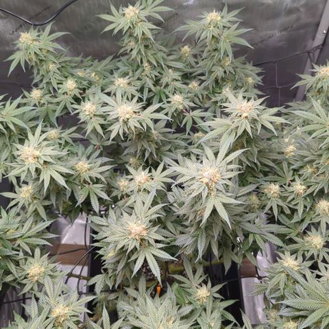 Bagoda Kush growlog timeline photo