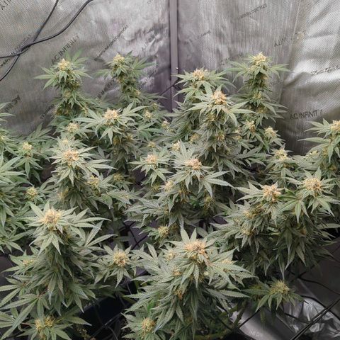 Bagoda Kush growlog timeline photo
