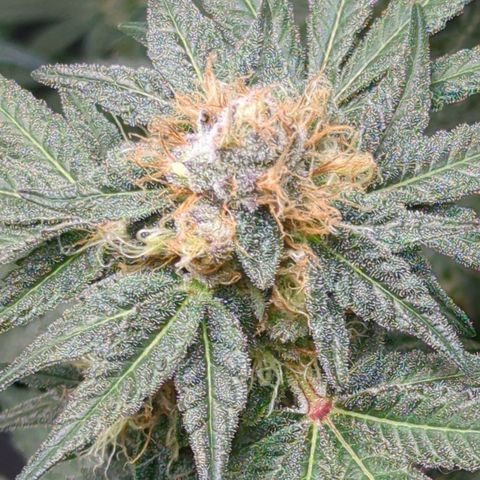 Bagoda Kush growlog timeline photo