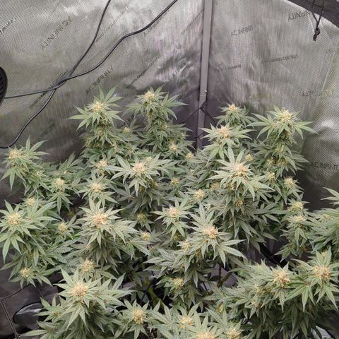 Bagoda Kush growlog timeline photo