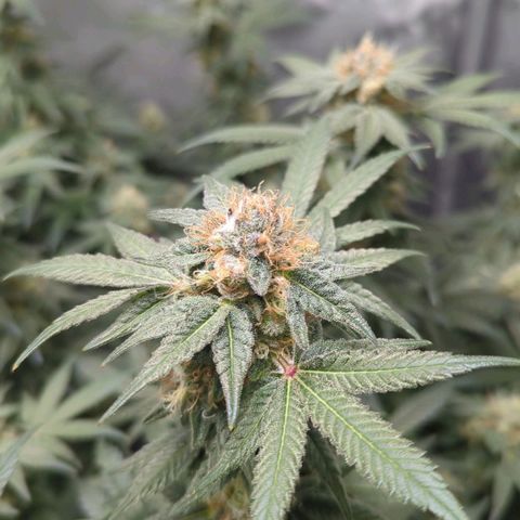 Bagoda Kush growlog timeline photo
