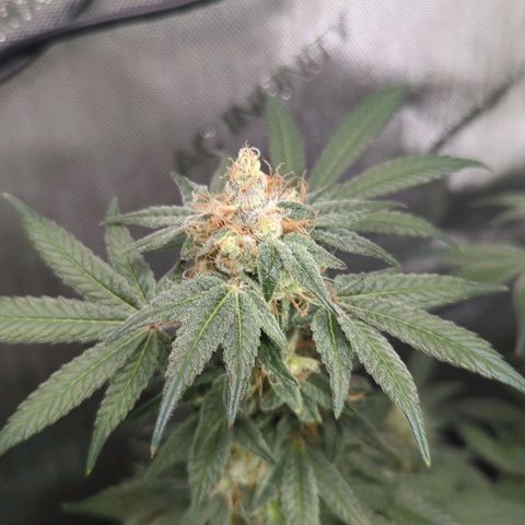 Bagoda Kush growlog timeline photo