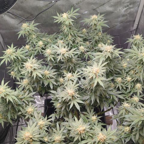 Bagoda Kush growlog timeline photo