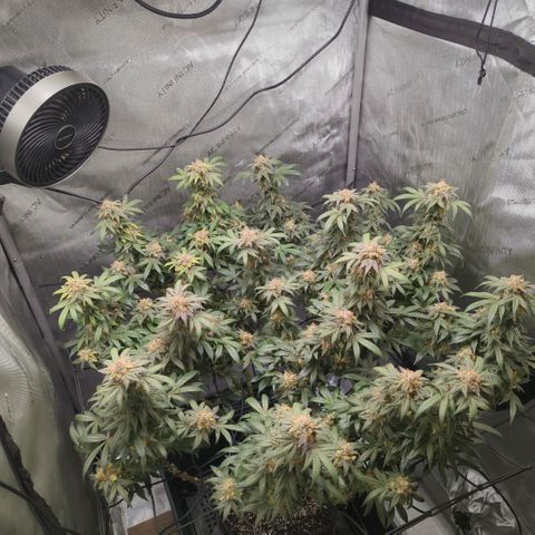 Bagoda Kush growlog timeline photo